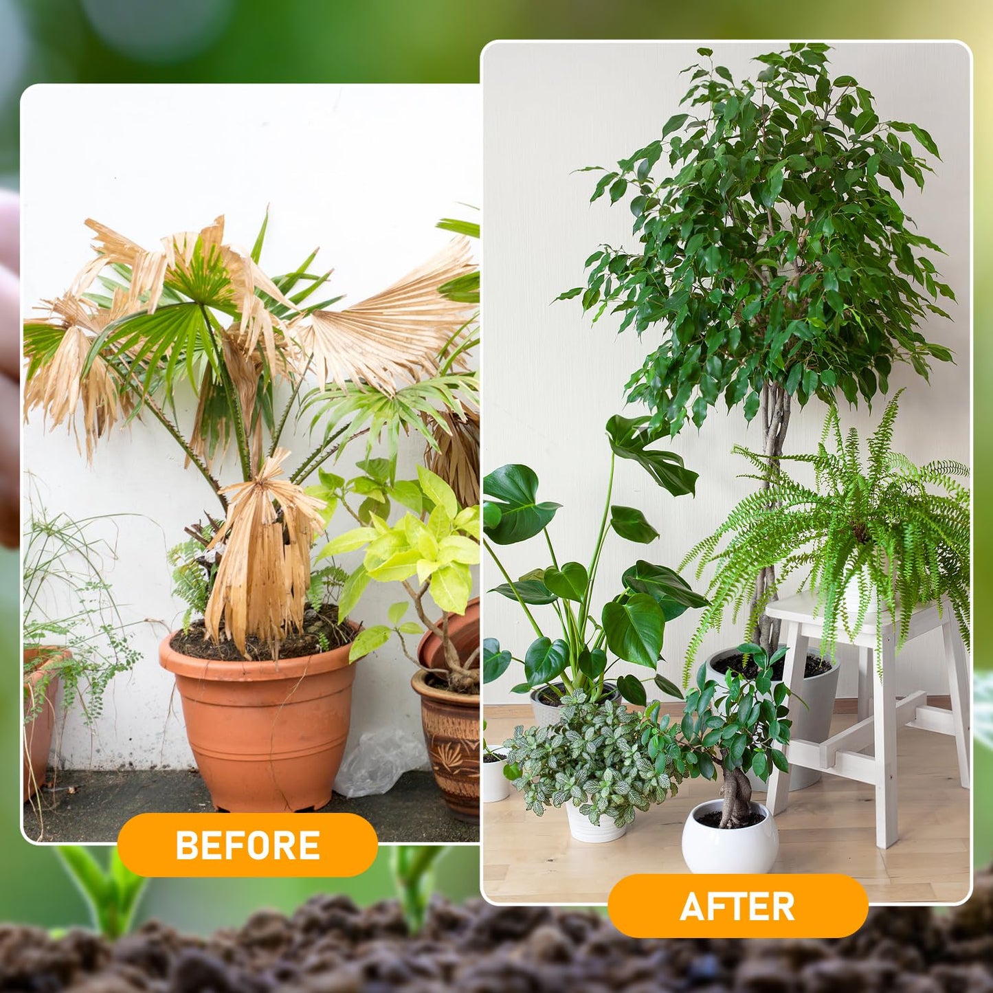 SOIL ACTIVATOR PREMIUM  PACK OF 2 COMBO OFFER 200g+200g🎁🎄